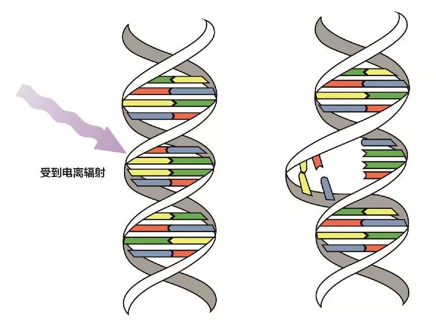 体检照一次CT的辐射，对我们身体的伤害有多大？